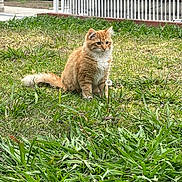 Garfield joined the competition — help win amazing prizes! alert, animal, backyard, cat, cute, daylight, domestic_cat, feline, fur, grass, greenery, nature, orange_tabby, outdoor, parked_truck, pet, sidewalk, sitting, tail, white_fence