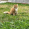 alert, animal, backyard, cat, cute, daylight, domestic_cat, feline, fur, grass, greenery, nature, orange_tabby, outdoor, parked_truck, pet, sidewalk, sitting, tail, white_fence