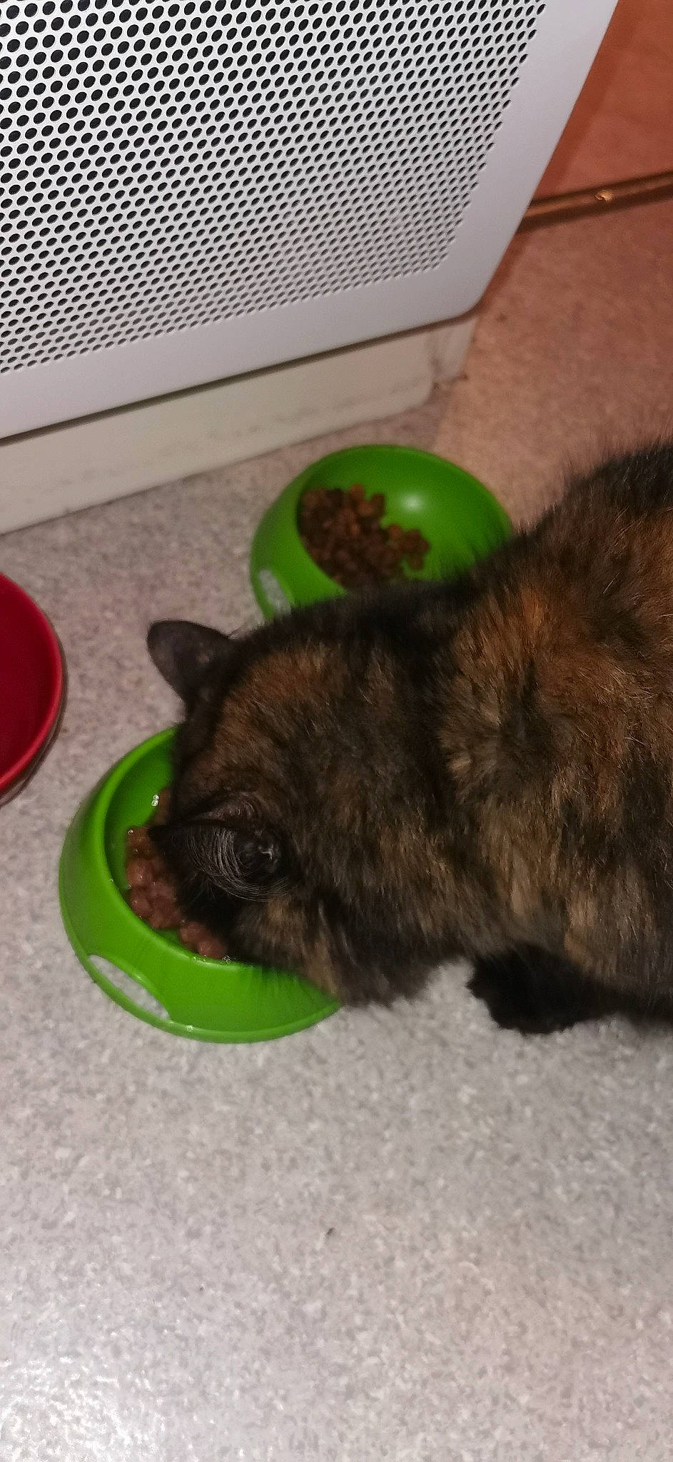 Tsiky participe au concours pour gagner de l'argent avec cette photo : black_cat, canidae, carnivore, cat, cat_supply, comfort, companion_dog, dog_breed, domestic_short_haired_cat, fawn, felidae, fur, liver, nap, pet_supply, small_to_medium_sized_cats, snout, sporting_group, tail, whiskers