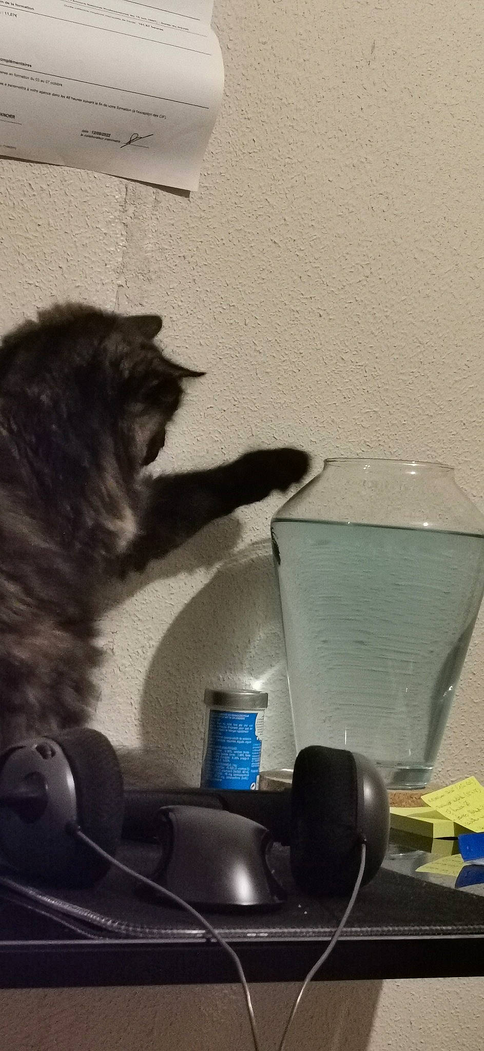 Tsiky participe au concours pour gagner de l'argent avec cette photo : automotive_tire, bottle, bottled_water, carnivore, cat, domestic_short_haired_cat, drinking_water, drinkware, electric_blue, felidae, fur, gas, glass, liquid, plastic, plastic_bottle, small_to_medium_sized_cats, tail, water_bottle, whiskers