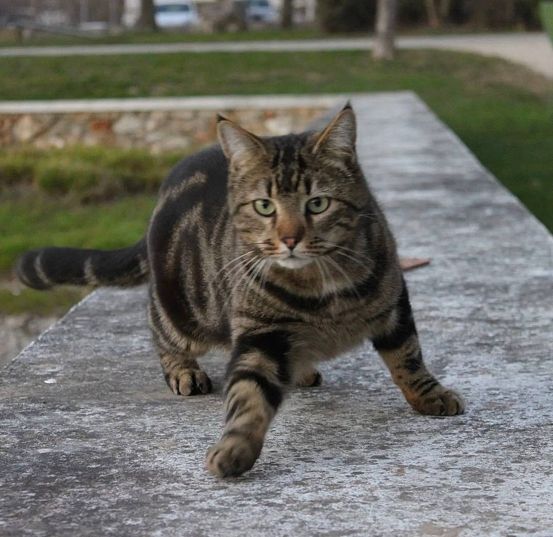 Mystic a rejoint le concours — aidez-le/la à gagner de superbes lots ! asphalt, carnivore, cat, claw, domestic_short_haired_cat, eye, felidae, fur, grass, paw, plant, road_surface, sitting, small_to_medium_sized_cats, snout, tail, terrestrial_animal, tree, whiskers, wildlife