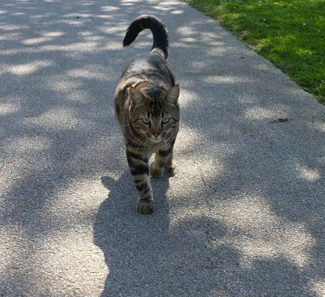 Mystic participe au concours pour gagner de l'argent avec cette photo : asphalt, automotive_tire, carnivore, cat, domestic_short_haired_cat, felidae, fur, grass, paw, plant, road, road_surface, shadow, sidewalk, small_to_medium_sized_cats, snout, tail, tar, terrestrial_animal, whiskers