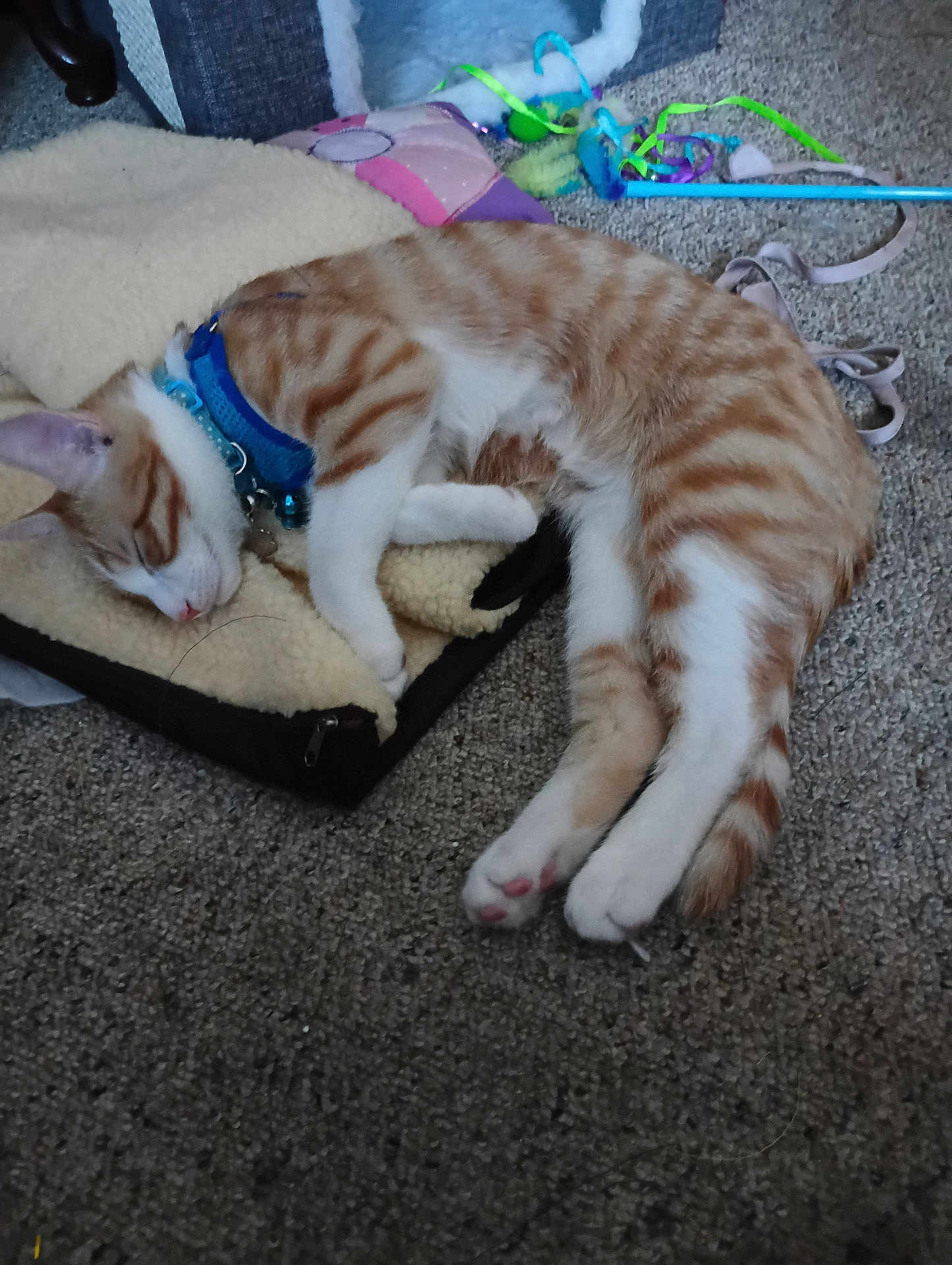 Cinnamynn joined the competition — help win amazing prizes! cat, sleeping, orange_tabby, white_fur, blanket, carpet, pet_bed, cat_toys, collar, indoor, resting, paw, fur, whiskers, quiet, domestic_cat, relaxed, feline, cute, pet