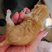 Cinnamynn is registered to the contest to win money with this photo: kitten, orange, white, fur, paw, hand, nails, cute, pet, animal, feline, small, young, soft, fingers, claws, domestic, mammal, indoor, resting