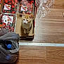 Cinnamynn joined the competition — help win amazing prizes! kitten, cat, cardboard_box, strawberries, banana, fruit, plastic_bag, bottle, wooden_floor, indoor, pet, animal, food, container, flooring, cute, domestic, orange_cat, white_cat, small