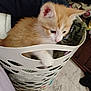 Cinnamynn joined the competition — help win amazing prizes! kitten, cat, laundry_basket, clothes, orange_cat, white_cat, pet, indoor, curious, furry, small_animal, household, fabric, soft, cozy, cute, domestic_animal, playful, young_cat, feline