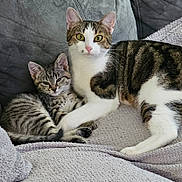 Aya Et Altesse participe au concours pour gagner de l'argent avec cette photo : animal, blanket, cat, companion, couch, cozy, cute, domestic, ears, feline, fur, indoor, kitten, pet, relaxed, resting, snuggling, tabby, tail, whiskers