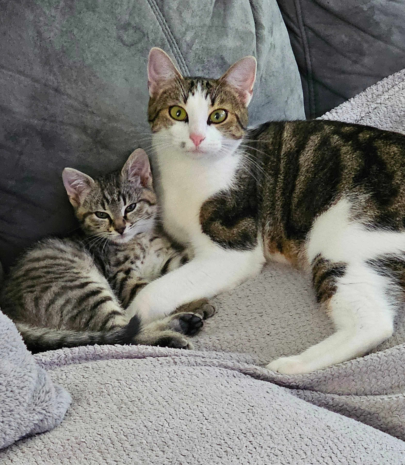 Aya Et Altesse participe au concours pour gagner de l'argent avec cette photo : animal, blanket, cat, companion, couch, cozy, cute, domestic, ears, feline, fur, indoor, kitten, pet, relaxed, resting, snuggling, tabby, tail, whiskers