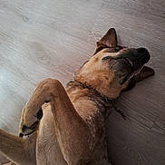 Katy a rejoint le concours — aidez-le/la à gagner de superbes lots ! animal, brown_fur, canine, collar, companion, cute, dog, domestic, flooring, fur, indoor, lying_down, mammal, paw, pet, playful, relaxed, resting, smile, wooden_floor