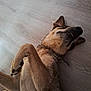 animal, brown_fur, canine, collar, companion, cute, dog, domestic, flooring, fur, indoor, lying_down, mammal, paw, pet, playful, relaxed, resting, smile, wooden_floor