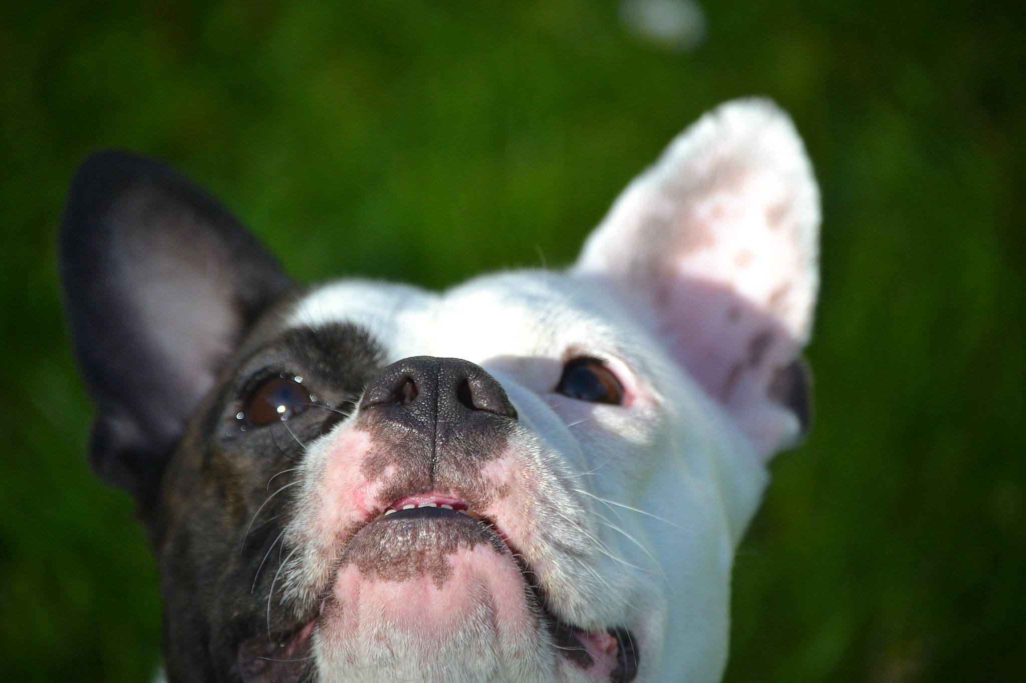 Rose participe au concours pour gagner de l'argent avec cette photo : canidae, carnivore, close_up, collar, companion_dog, dog, dog_breed, ear, fang, fawn, grass, non_sporting_group, plant, snout, sporting_group, terrestrial_animal, toy_dog, whiskers, working_animal, working_dog