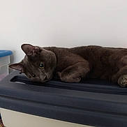 Rocky is registered to the contest to win money with this photo: cat, gray_cat, pet, animal, indoor, storage_container, relaxed, lounging, curious, feline, ears, whiskers, fur, eyes, sideways, resting, plastic, household, domestic, cute