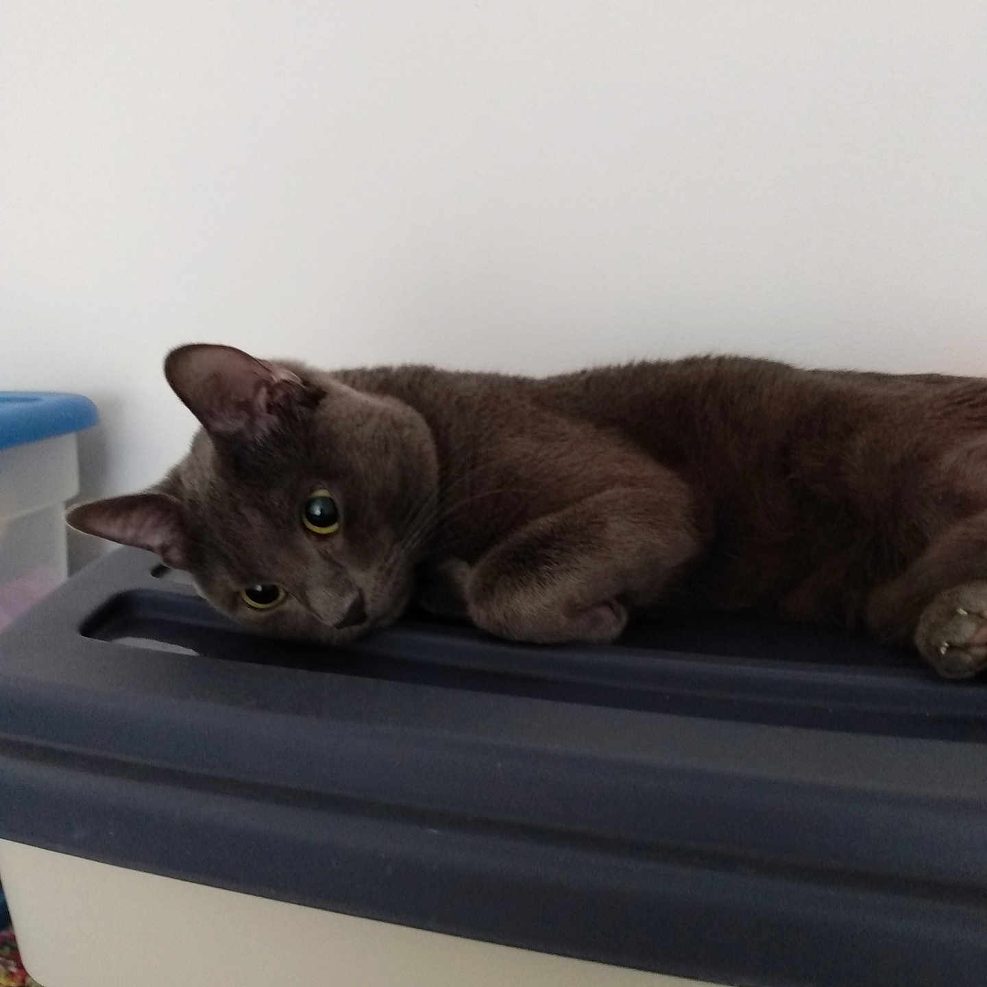 Rocky is registered to the contest to win money with this photo: animal, cat, curious, cute, domestic, ears, eyes, feline, fur, gray_cat, household, indoor, lounging, pet, plastic, relaxed, resting, sideways, storage_container, whiskers