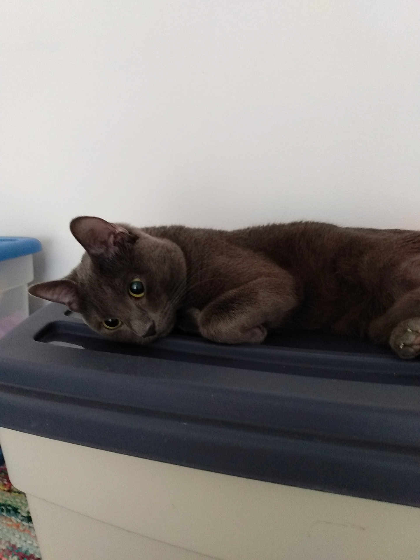 Rocky is registered to the contest to win money with this photo: cat, gray_cat, pet, animal, indoor, storage_container, relaxed, lounging, curious, feline, ears, whiskers, fur, eyes, sideways, resting, plastic, household, domestic, cute