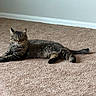 Smoka joined the competition — help win amazing prizes! cat, tabby_cat, feline, pet, animal, carpet, indoor, relaxed, lying_down, fur, whiskers, ears, tail, looking_at_camera, domestic_animal, mammal, cute, cozy, quiet, calm