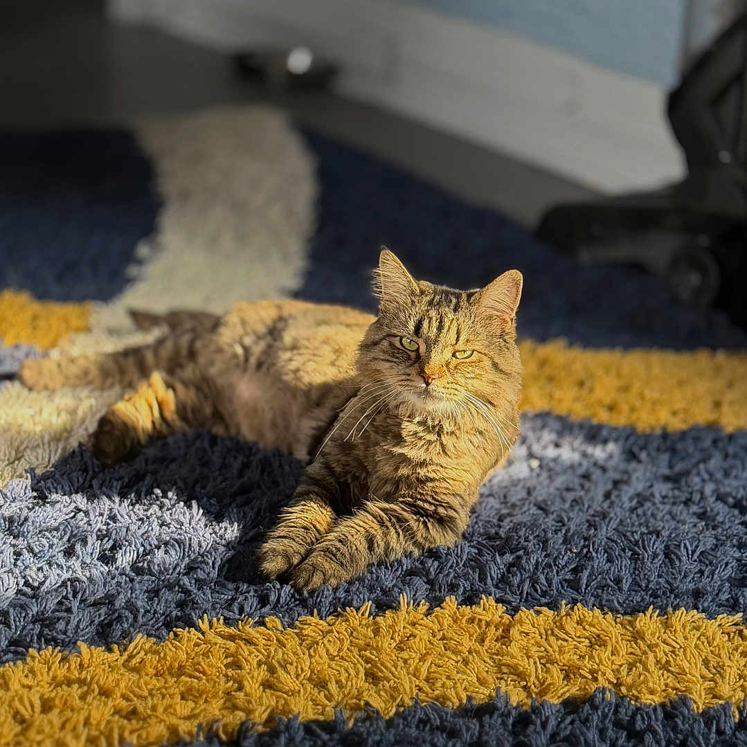 Smoka is registered to the contest to win money with this photo: cat, tabby_cat, indoor, rug, sunlight, relaxed, feline, pet, striped, cozy, animal, home, floor, comfort, mammal, laying, yellow, blue, texture, quiet