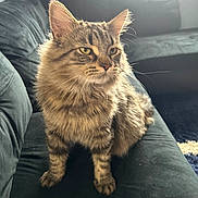 Smoka joined the competition — help win amazing prizes! cat, tabby, feline, pet, indoor, couch, furniture, fur, whiskers, ears, animal, domestic, cozy, sitting, portrait, looking_away, soft_light, home, living_room, velvet