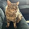 cat, tabby, feline, pet, indoor, couch, furniture, fur, whiskers, ears, animal, domestic, cozy, sitting, portrait, looking_away, soft_light, home, living_room, velvet