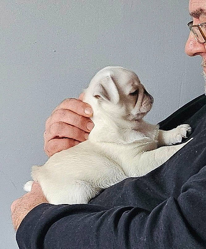 Brutus a rejoint le concours — aidez-le/la à gagner de superbes lots ! art, carnivore, cat, comfort, companion_dog, ear, felidae, finger, foot, fur, gesture, glasses, human_leg, linens, paw, sitting, small_to_medium_sized_cats, thumb, whiskers, wrist