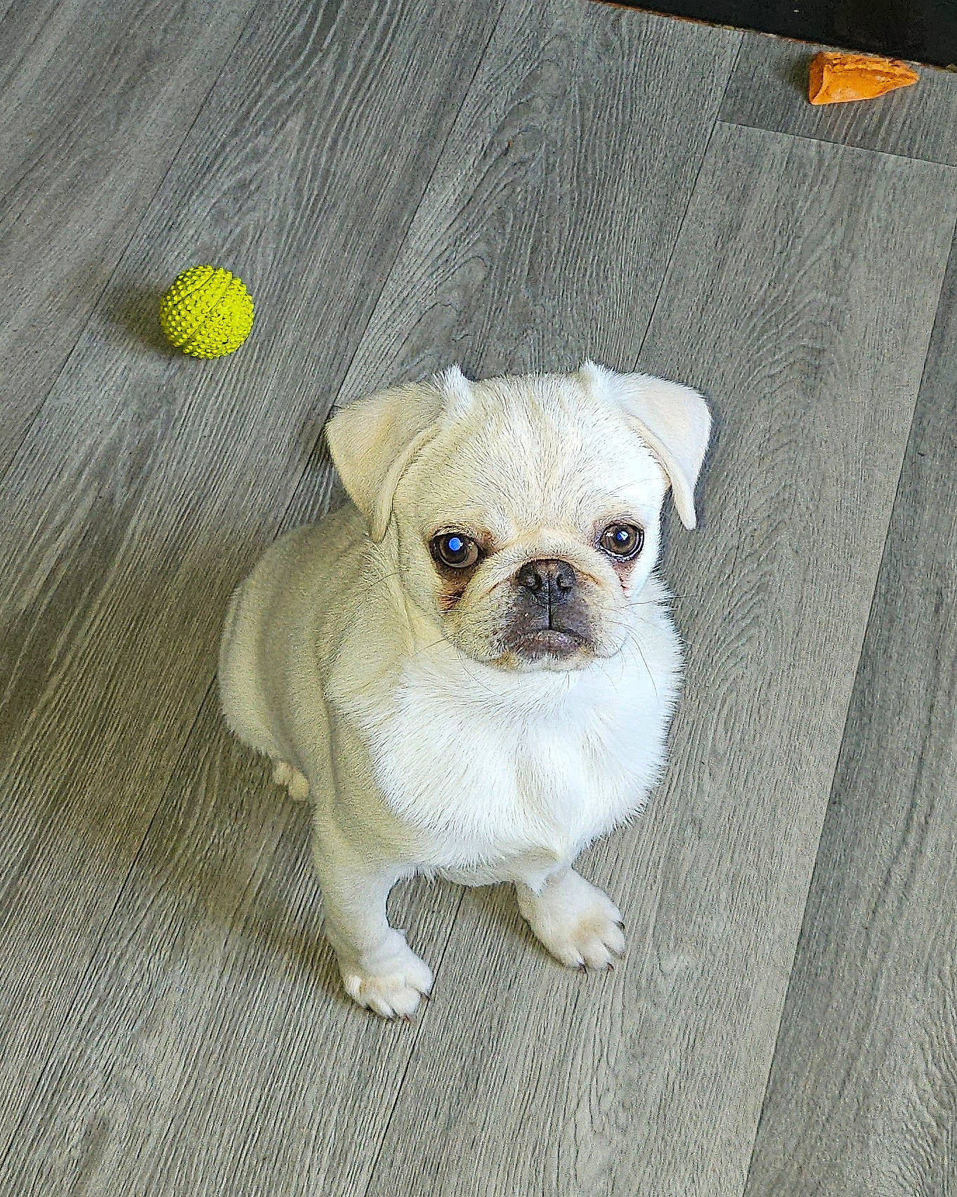 Brutus participe au concours pour gagner de l'argent avec cette photo : canidae, carnivore, collar, companion_dog, dog, dog_breed, dog_clothes, dog_collar, dog_supply, fawn, flooring, fur, leash, pug, sporting_group, toy_dog, whiskers, wood, working_animal, wrinkle