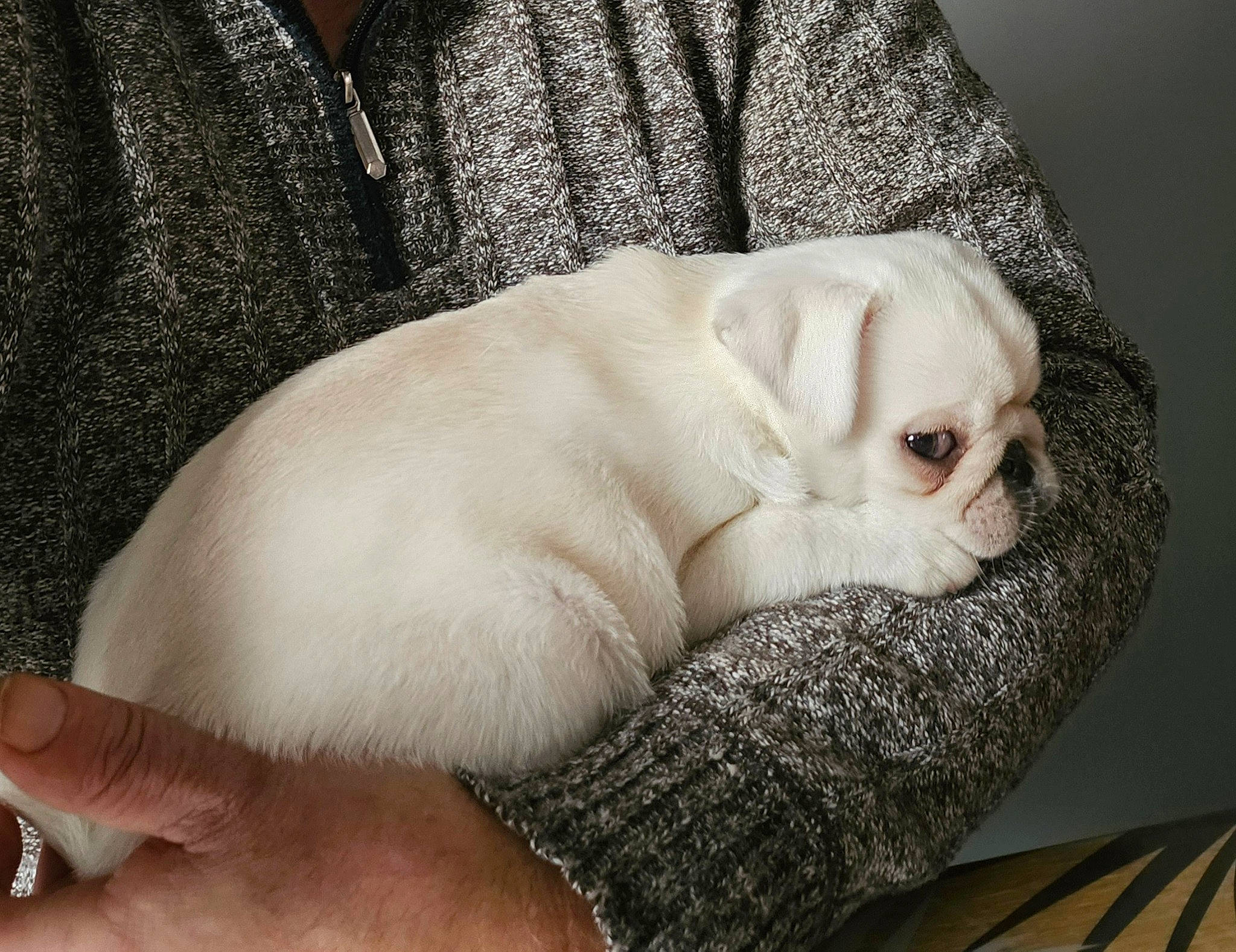 Brutus participe au concours pour gagner de l'argent avec cette photo : bulldog, carnivore, comfort, companion_dog, dog, dog_breed, fawn, felidae, fur, nap, paw, pug, small_to_medium_sized_cats, snout, sporting_group, terrestrial_animal, toy_dog, whiskers, working_animal, wrinkle