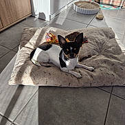 Valentino a rejoint le concours — aidez-le/la à gagner de superbes lots ! animal, black_and_white, canine, chihuahua, companion, cozy, cute, dog, dog_bed, domestic, ears, home, indoor, pet, relaxed, resting, small_dog, sunlight, tile_floor, toy
