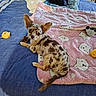 dog, cat, chihuahua, puppy, black_cat, pets, animal, bed, blanket, bedroom, portrait, sitting, lying_down, spotted_fur, large_ears, pet_toy, pink_blanket, blue_bedding, indoor, sleeping