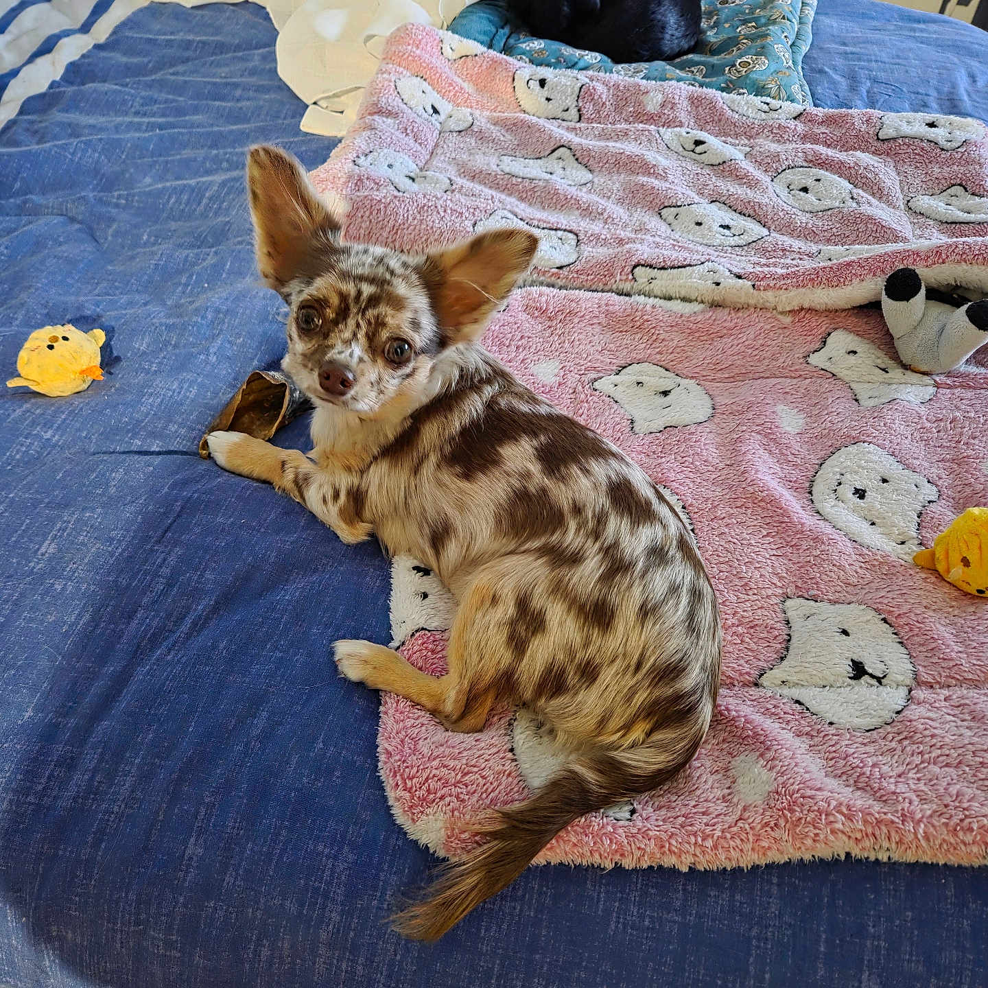 Bella