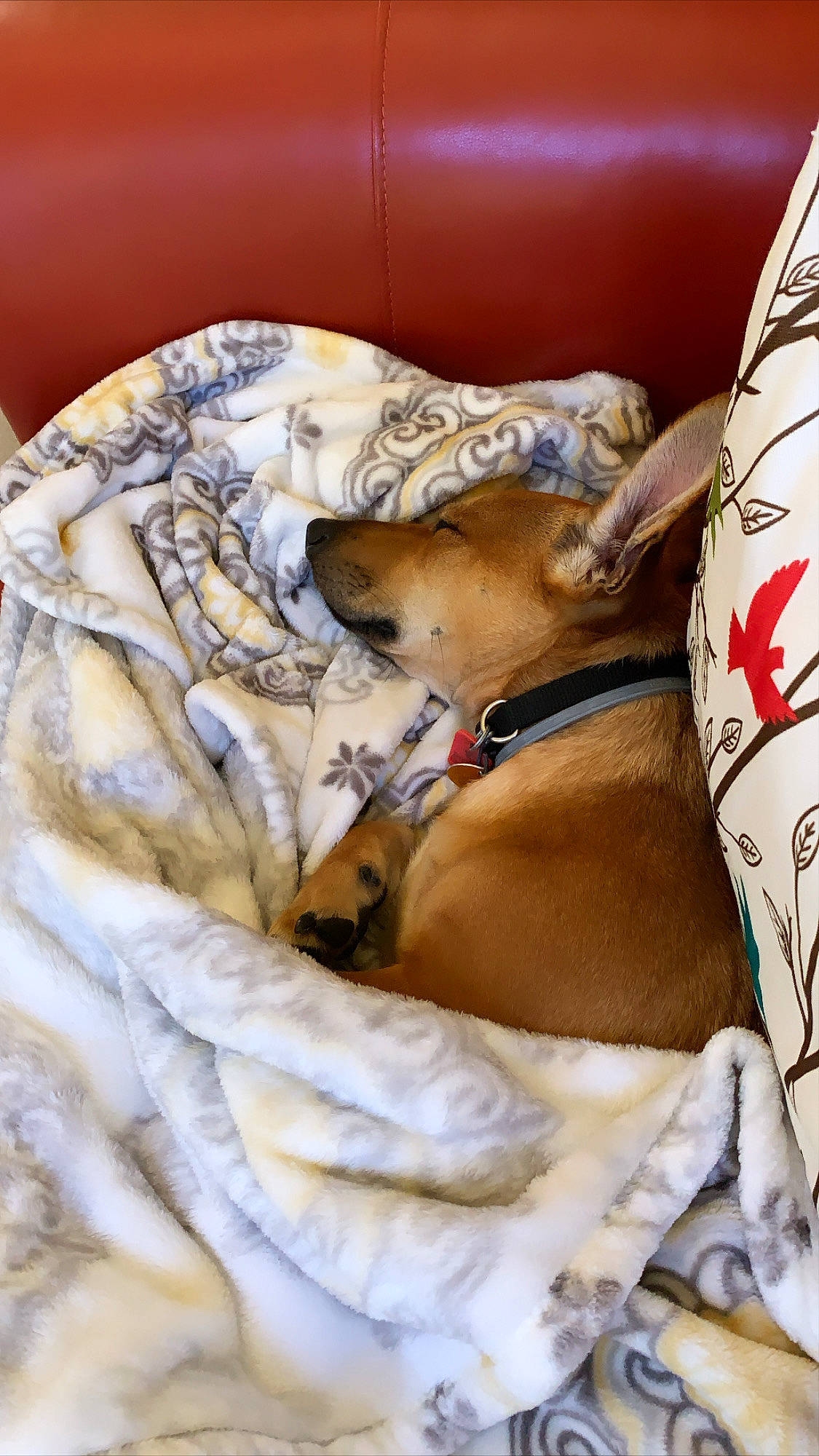 Ozzy joined the competition — help win amazing prizes! bed, blanket, canidae, carnivore, companion_dog, couch, dog, dog_breed, fawn, fur, sleep, sporting_group, working_animal, working_dog