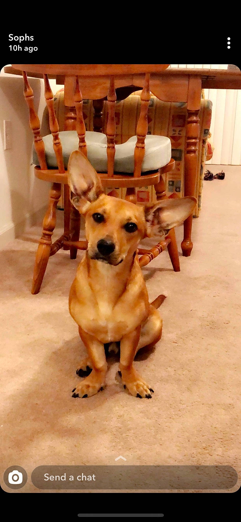 Ozzy joined the competition — help win amazing prizes! beige, brown, cabinetry, canidae, carnivore, collar, companion_dog, dog, dog_breed, fawn, floor, flooring, hardwood, liver, pet_supply, snout, sporting_group, tan, wood, working_animal