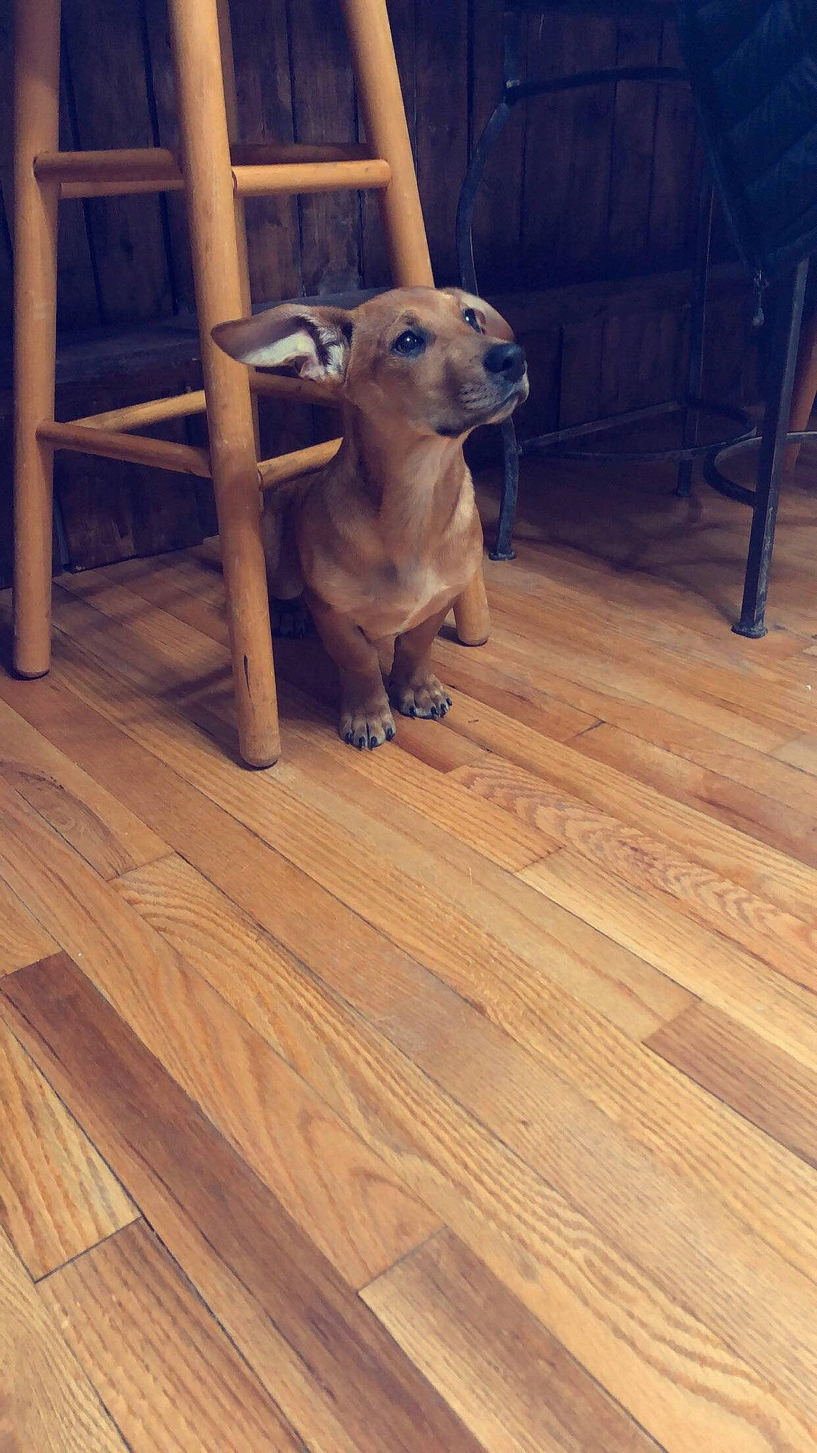 Ozzy joined the competition — help win amazing prizes! canidae, carnivore, companion_dog, dog, dog_breed, fawn, floor, flooring, hardwood, laminate_flooring, liver, plank, plywood, snout, terrestrial_animal, varnish, wood, wood_flooring, wood_stain, working_animal