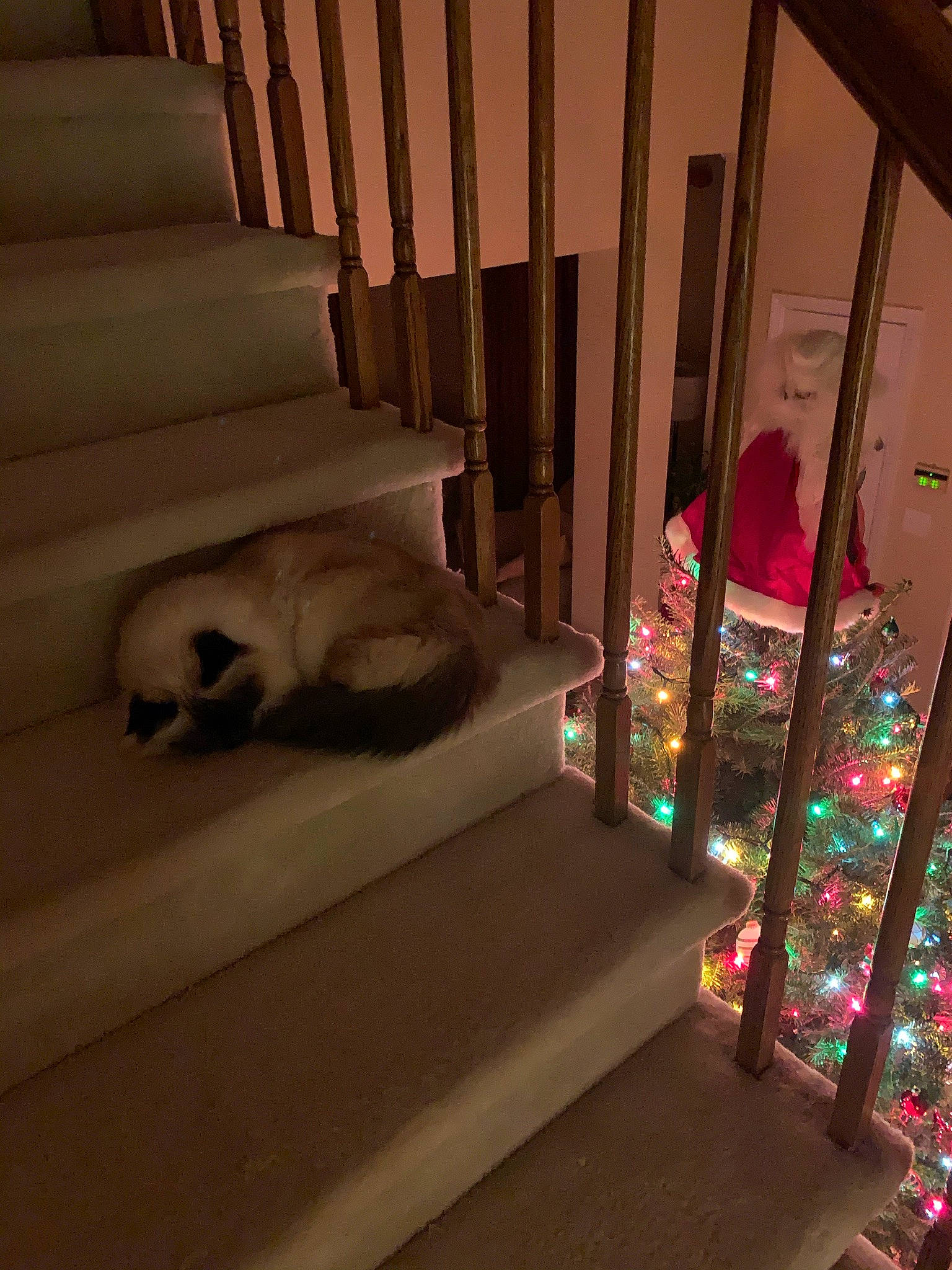 Cadbury joined the competition — help win amazing prizes! baluster, beige, carnivore, carpet, cat, fawn, felidae, home, interior_design, living_room, magenta, room, siamese, small_to_medium_sized_cats, stairs