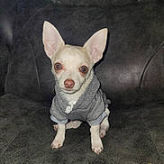 Tiny joined the competition — help win amazing prizes! dog, chihuahua, pet, animal, hoodie, clothing, indoor, leather_chair, seated, cute, small_dog, white_fur, attentive, portrait, looking_at_camera, cozy, domestic_animal, companion, furniture, soft_lighting