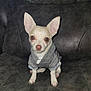 dog, chihuahua, pet, animal, hoodie, clothing, indoor, leather_chair, seated, cute, small_dog, white_fur, attentive, portrait, looking_at_camera, cozy, domestic_animal, companion, furniture, soft_lighting