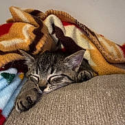 Benito is registered to the contest to win money with this photo: kitten, sleeping, blanket, paw, cozy, indoor, resting, fur, cute, tabby, pet, animal, soft, comfort, cushion, relaxation, closeup, warm, feline, domestic