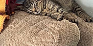 Benito joined the competition — help win amazing prizes! kitten, sleeping, couch, blanket, tabby, indoor, cozy, furniture, pet, animal, resting, soft, plaid, red, yellow, texture, cute, small, peaceful, relaxation