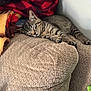 kitten, sleeping, couch, blanket, tabby, indoor, cozy, furniture, pet, animal, resting, soft, plaid, red, yellow, texture, cute, small, peaceful, relaxation