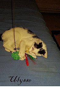 Ulysse participe au concours pour gagner de l'argent avec cette photo : canidae, carnivore, cat, dog_breed, fawn, felidae, kitten, shih_tzu, small_to_medium_sized_cats, tail