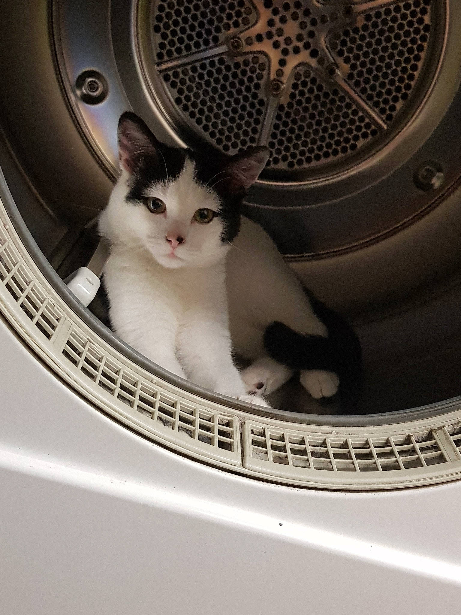 Ulysse participe au concours pour gagner de l'argent avec cette photo : aegean_cat, black_and_white, carnivore, cat, clothes_dryer, domestic_short_haired_cat, european_shorthair, felidae, home_appliance, kitten, major_appliance, small_to_medium_sized_cats, spoke, washing_machine, wheel, whiskers, window