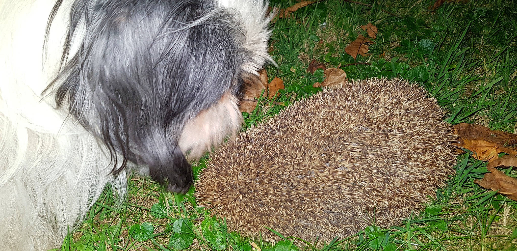 Coucoucoucou a rejoint le concours — aidez-le/la à gagner de superbes lots ! canidae, domesticated_hedgehog, erinaceidae, grass, hedgehog, plant, porcupine
