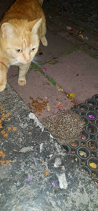 Coucoucoucou a rejoint le concours — aidez-le/la à gagner de superbes lots ! carnivore, cat, domestic_short_haired_cat, european_shorthair, fawn, felidae, kitten, small_to_medium_sized_cats, whiskers