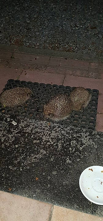 Coucoucoucou a rejoint le concours — aidez-le/la à gagner de superbes lots ! road_surface, soil