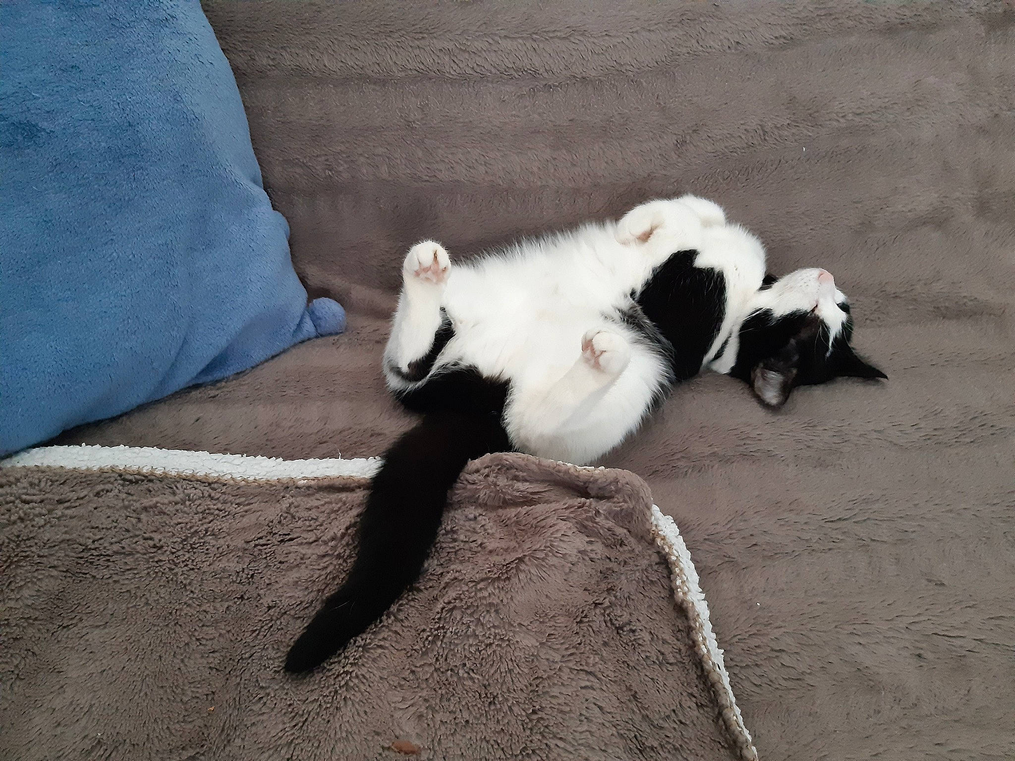 Noopy a rejoint le concours — aidez-le/la à gagner de superbes lots ! canidae, carnivore, cat, claw, comfort, companion_dog, dog_breed, felidae, fur, nap, non_sporting_group, paw, shadow, small_to_medium_sized_cats, snout, sporting_group, tail, terrestrial_animal, whiskers