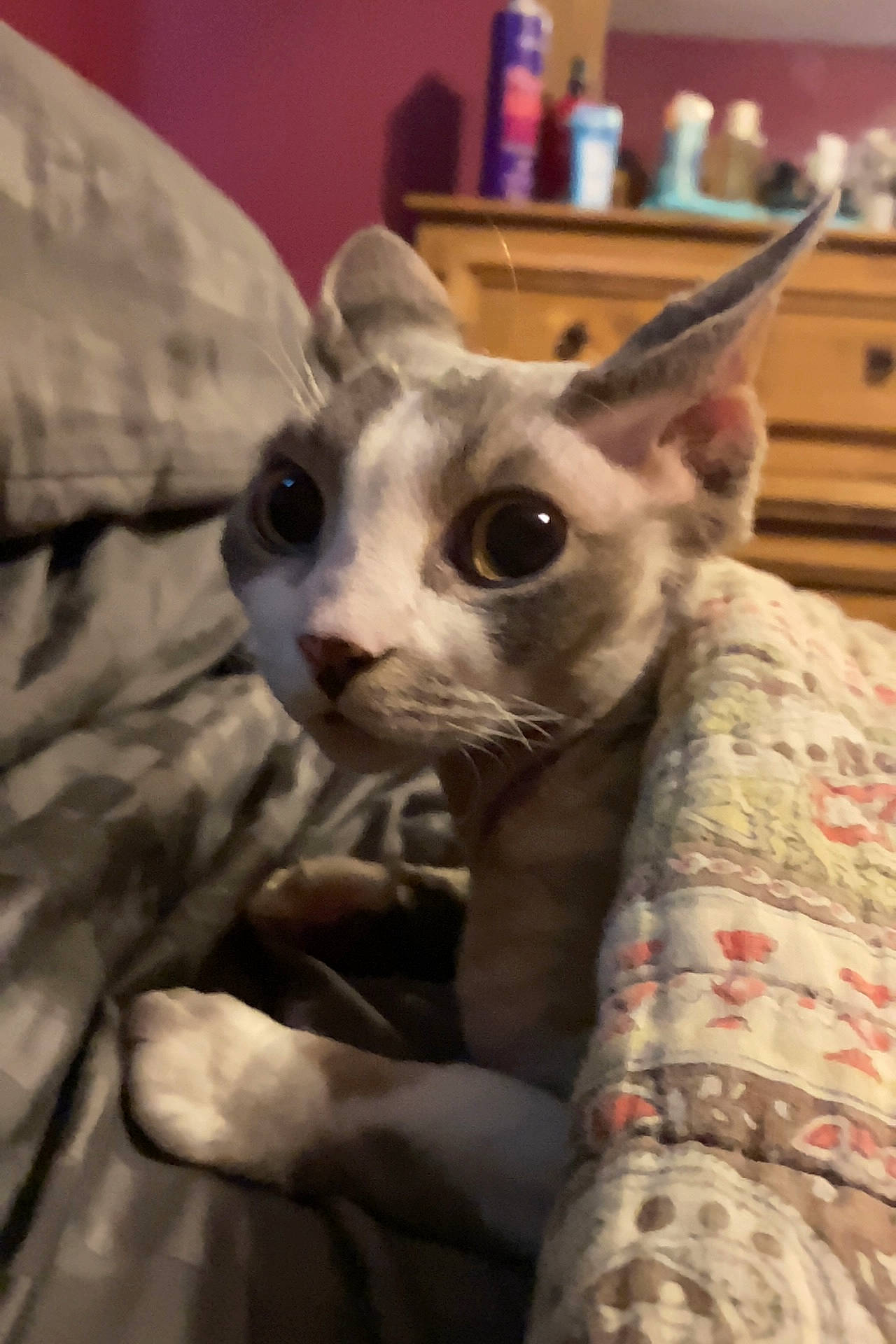 Crystal is registered to the contest to win money with this photo: carnivore, cat, comfort, domestic_short_haired_cat, ear, eye, fawn, felidae, fur, grey, linens, mammal, pattern, rex_cat, small_to_medium_sized_cats, snout, terrestrial_animal, vertebrate, whiskers, wood