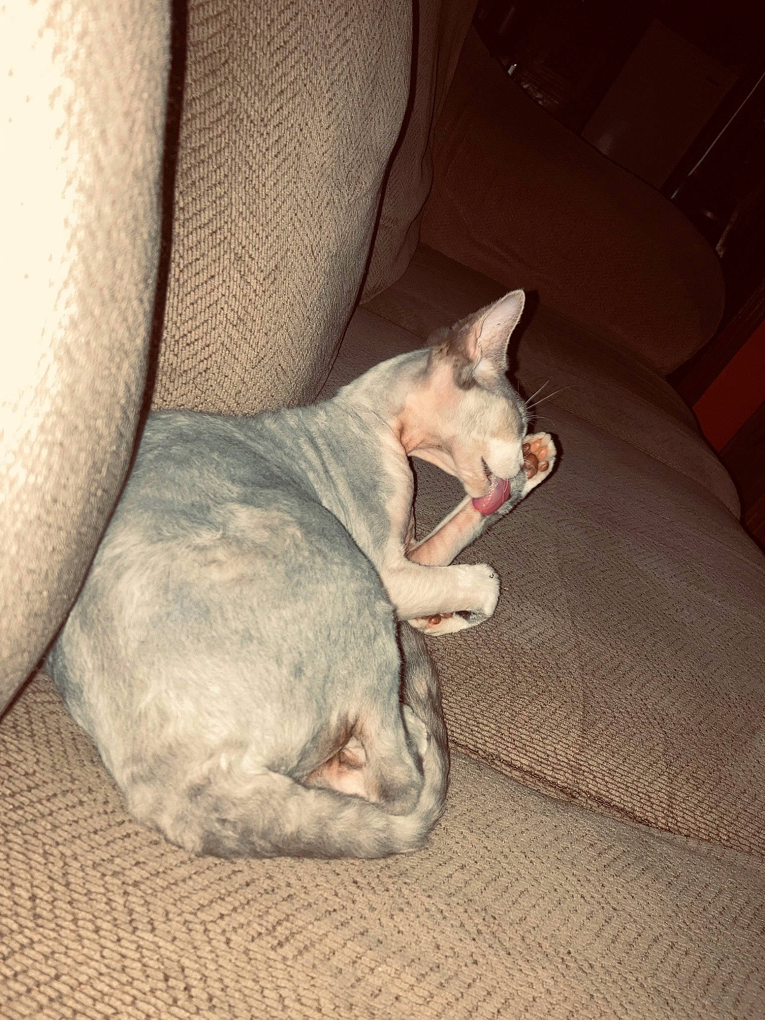 Crystal is registered to the contest to win money with this photo: canidae, carnivore, cat, comfort, companion_dog, dog_breed, domestic_short_haired_cat, ear, fawn, felidae, fur, grey, jaw, nap, paw, small_to_medium_sized_cats, snout, sporting_group, tail, whiskers