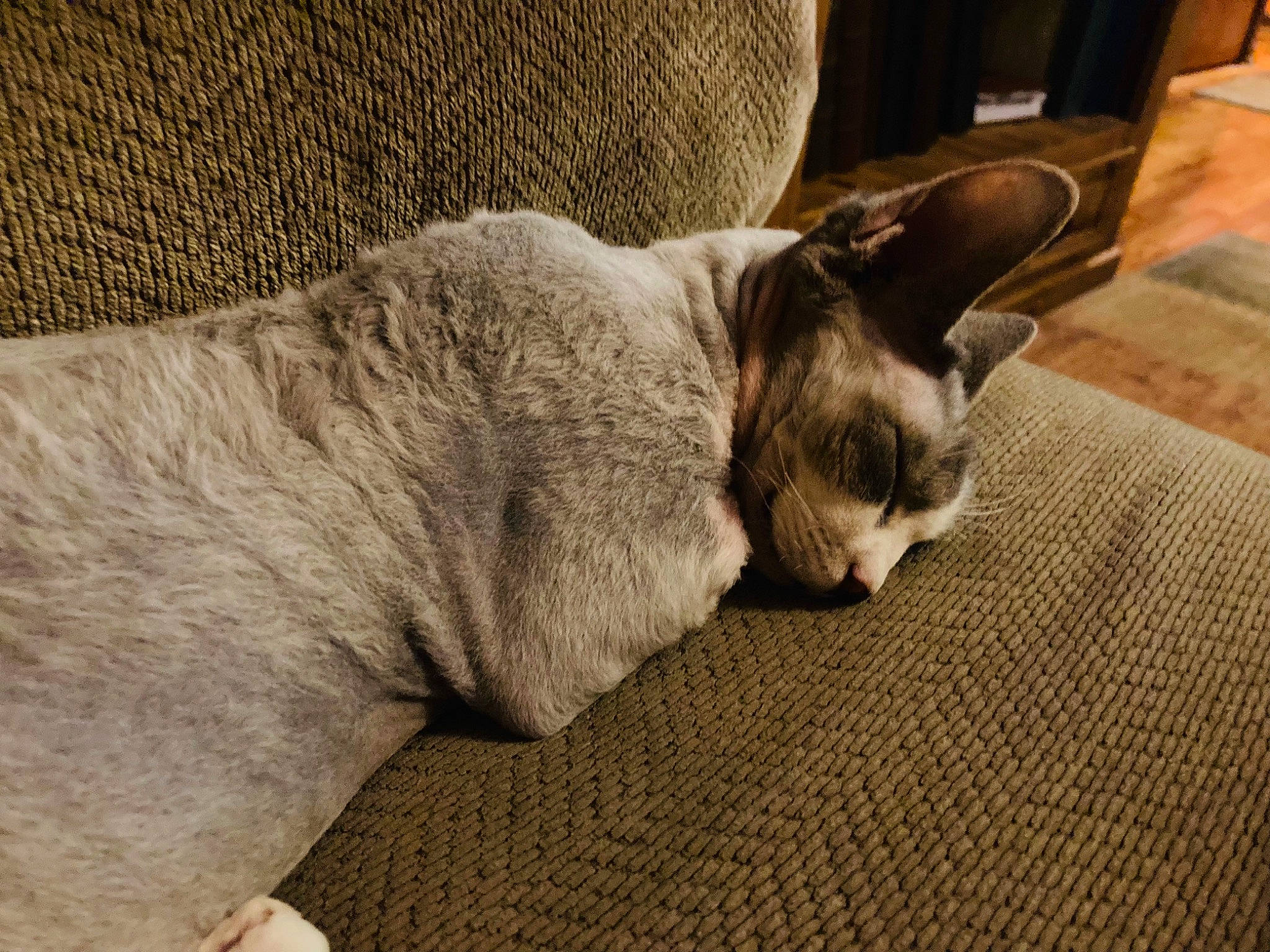 Crystal is registered to the contest to win money with this photo: carnivore, cat, comfort, companion_dog, couch, dog_breed, domestic_short_haired_cat, eye, felidae, flooring, fur, grey, hardwood, human_leg, paw, small_to_medium_sized_cats, tail, terrestrial_animal, whiskers, wood