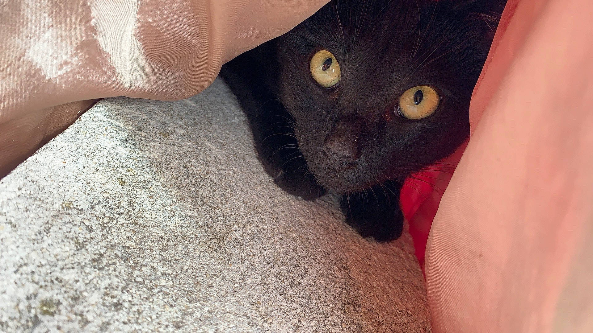 Pitounette participe au concours pour gagner de l'argent avec cette photo : black_cat, bombay, burmese, carnivore, cat, claw, domestic_short_haired_cat, eye, felidae, finger, kitten, mammal, nail, polydactyl_cat, small_to_medium_sized_cats, snout, whiskers