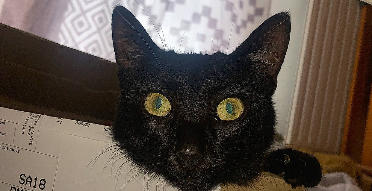 Pitounette participe au concours pour gagner de l'argent avec cette photo : asian, black_cat, bombay, burmese, carnivore, cat, domestic_short_haired_cat, ear, eye, felidae, fur, havana_brown, mammal, small_to_medium_sized_cats, snout, vertebrate, whiskers