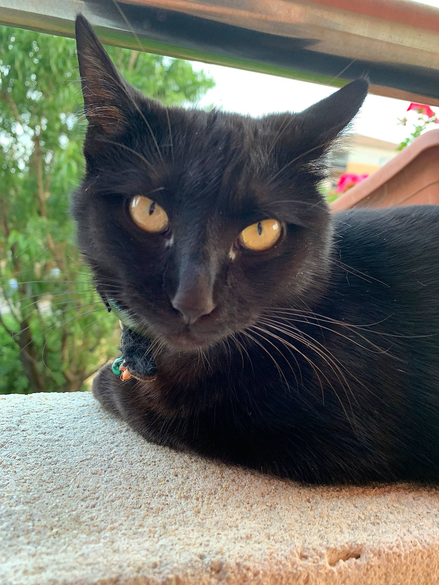 Pitounette a rejoint le concours — aidez-le/la à gagner de superbes lots ! asian, black_cat, bombay, burmese, carnivore, cat, domestic_short_haired_cat, felidae, havana_brown, javanese, korat, mammal, small_to_medium_sized_cats, snout, vertebrate, whiskers