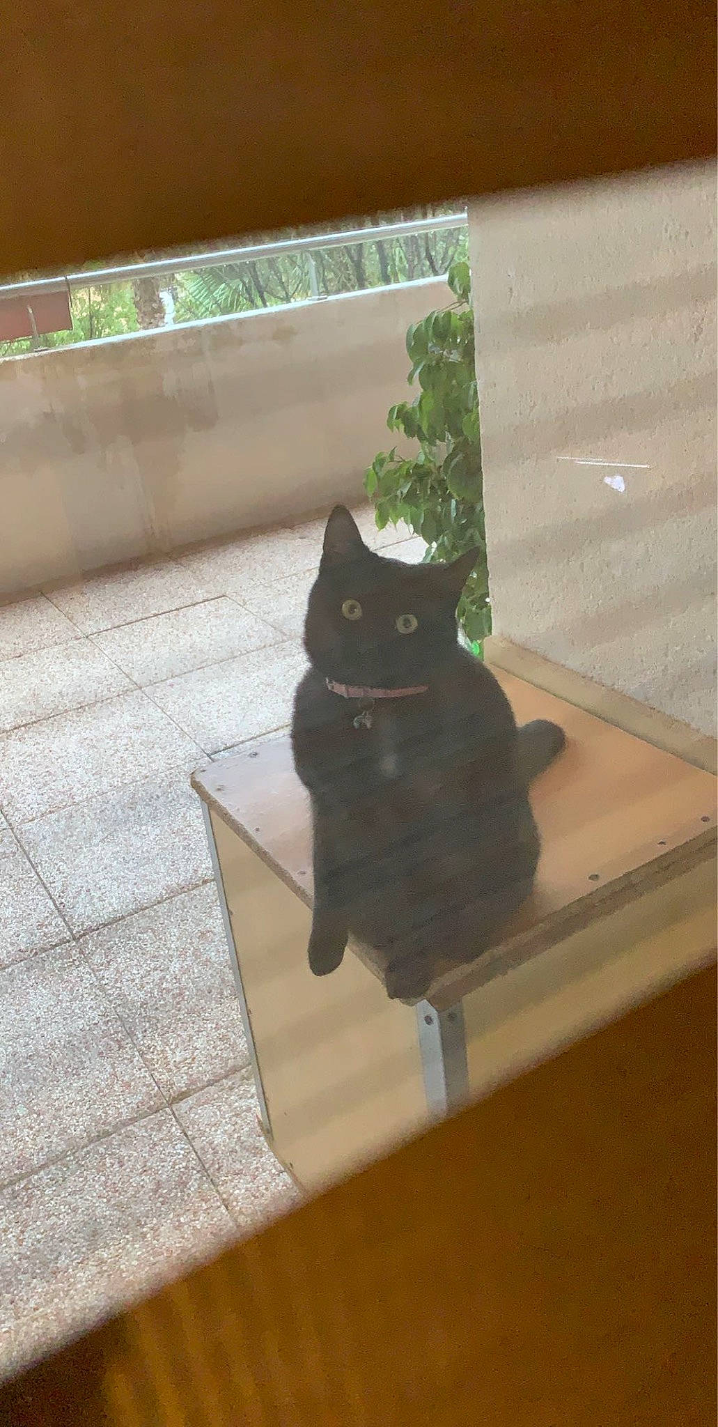 Pitounette a rejoint le concours — aidez-le/la à gagner de superbes lots ! asian, black_cat, bombay, carnivore, cat, domestic_short_haired_cat, fawn, felidae, floor, flooring, korat, small_to_medium_sized_cats, tail, whiskers